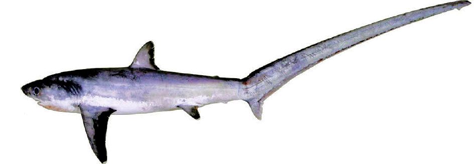 Alopias superciliosus_03.jpg